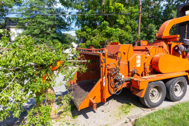 The Steps Involved in Our Tree Care Process in Eaton Estates, OH